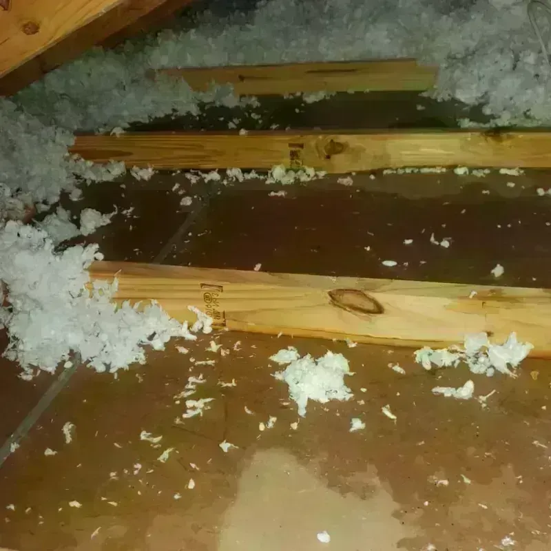 Attic Water Damage in Bloomington, TX