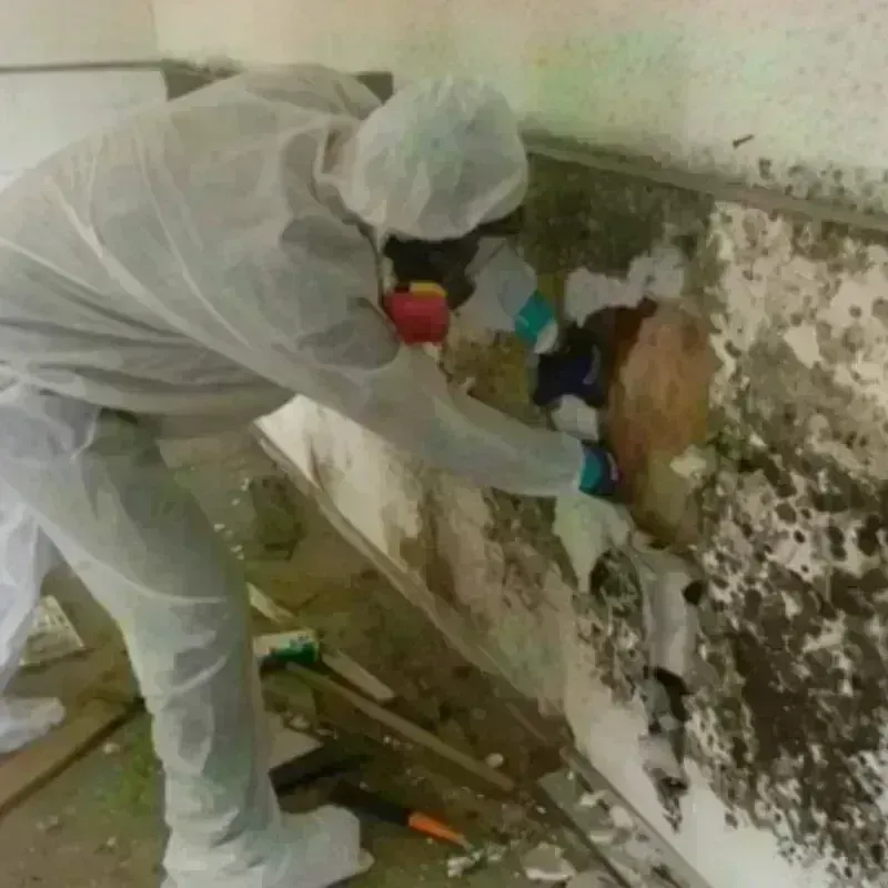 Mold Remediation and Removal in Bloomington, TX